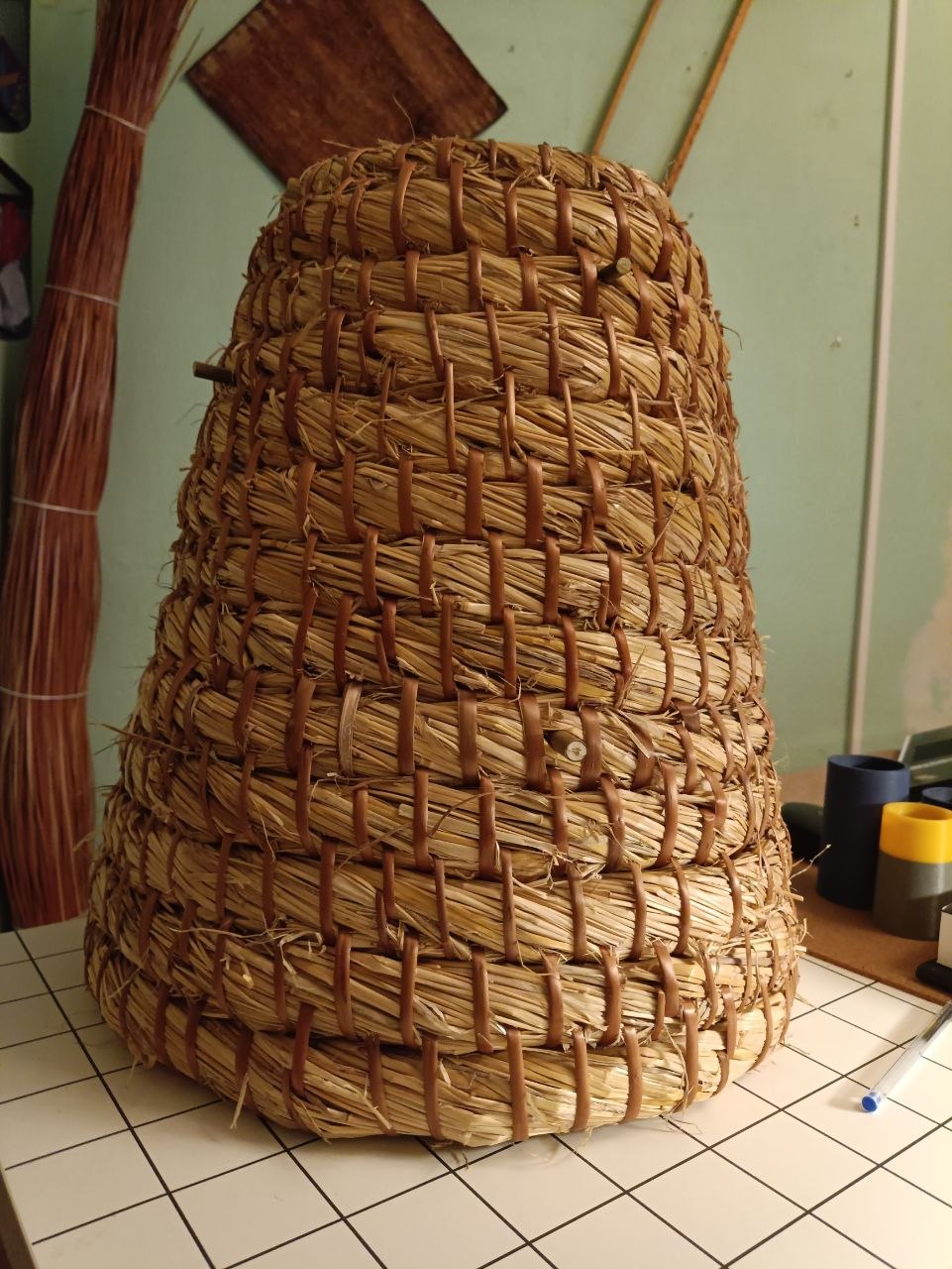 Кушка стажкаватая. Даволі высокая, але пачынаецца з 18-20 см дашка. Карыстаў яе як навагуднюю елку.