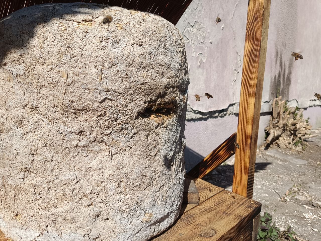 Пакрыццё кушкі пасля зімоўкі